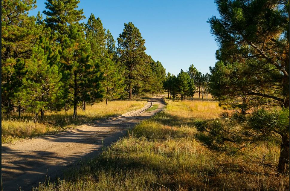 Image of a small county road with tall green trees and blue skies.
