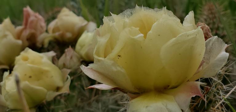 Yellow cactus flowers close-up image from the High Plains in Colorado from June 2019
